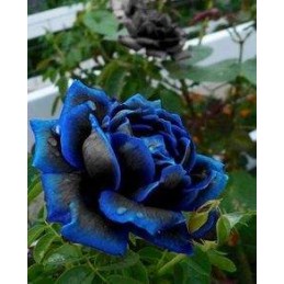 Rosa Blue Black - Azul Mesclado  - Sementes Raras - Exóticas