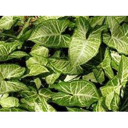 Planta Viva - Syngonium 