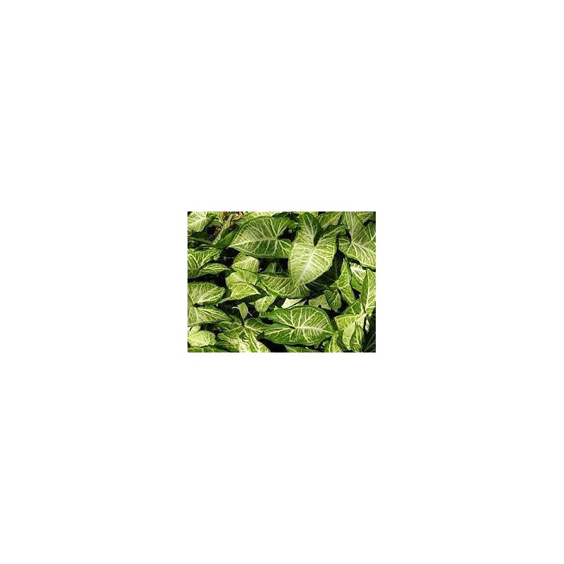 Planta Viva - Syngonium 