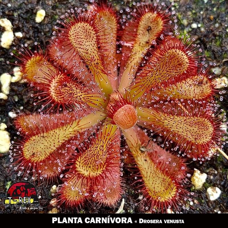 muda planta carnívora Drosera Venusta