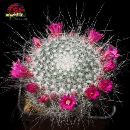 Muda de Cacto - Mammillaria...