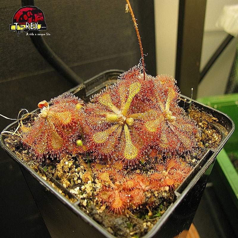 comprar planta carnivora drosera vanusta