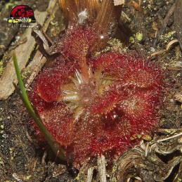 comprar planta carnivora drosera capillaris