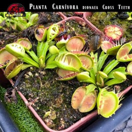 Planta Carnívora em Minas Gerais