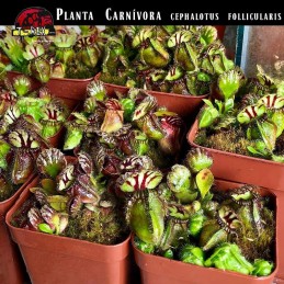 muda planta carnívora cephalotus