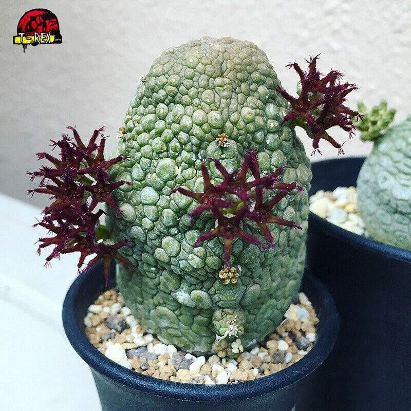 suculentas pseudolithos migiurtinu