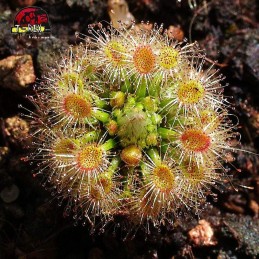 comprar planta carnivora drosera pigmeia hyperostigma