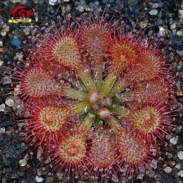 comprar muda de planta carnivora drosera capillaris