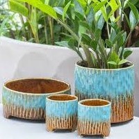 Mudas de Substrato e Vasos para Plantas Carnívoras - Cultive com Sucesso!