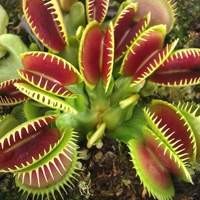 Plantas Carnívoras à Venda - Adquira Exemplares Únicos para o Seu Jardim!