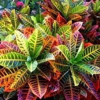 Diversas